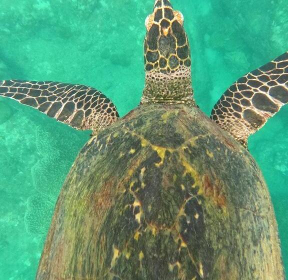 פנסיון Vibushan Guest House