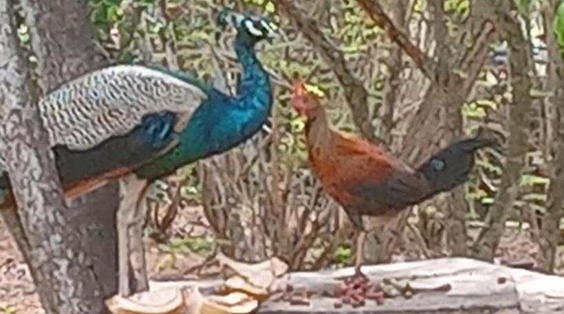 Пансион Suduweli Beauties Of Nature   Yala