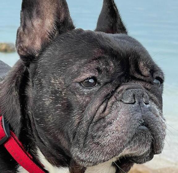 پانسیون Apartments & Rooms Nardin