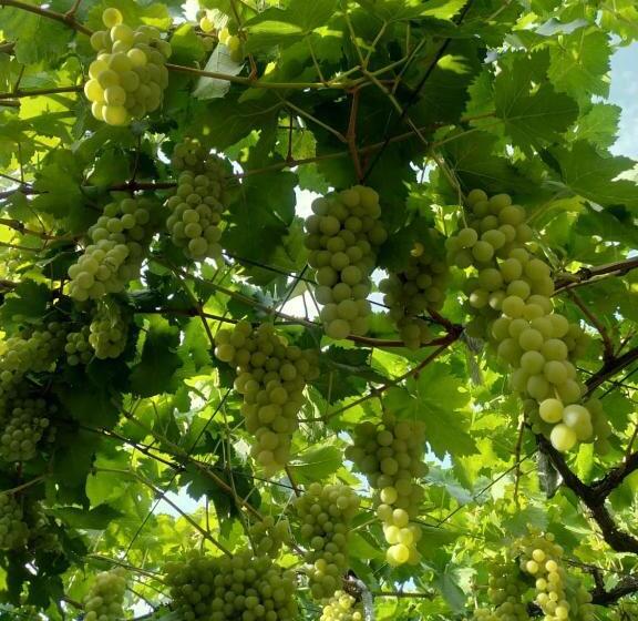 پانسیون Guest House Ucha