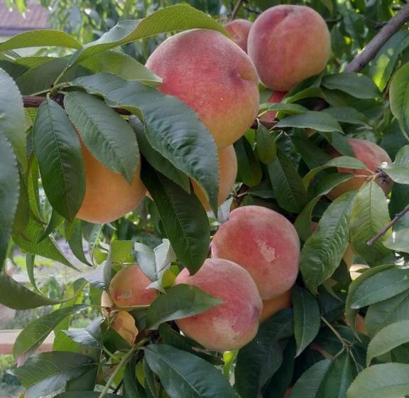 پانسیون Guest House Ucha