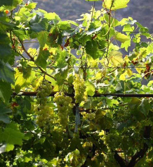 پانسیون Guest House Ucha