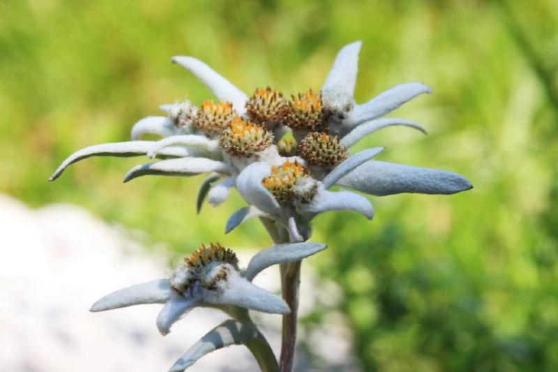 پانسیون Planinska Koča Na Gozdu