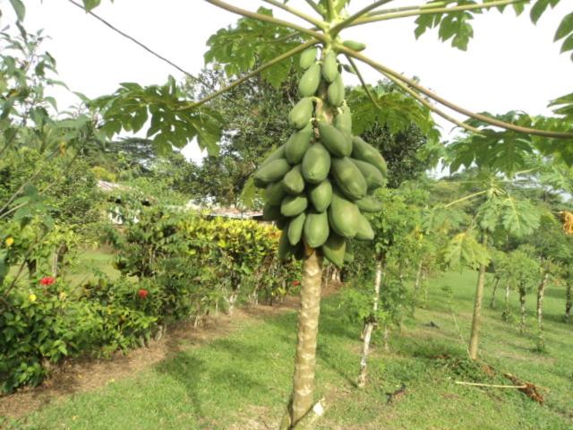 فندق صغير Posada Rural Oasis