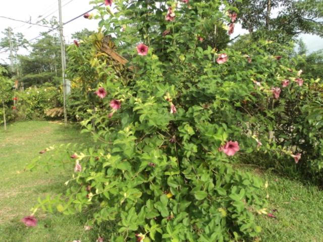 فندق صغير Posada Rural Oasis