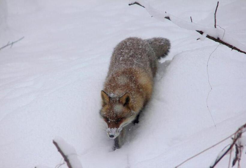 旅馆 Country Inn Mori No Gorilla