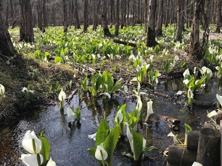 פנסיון Kakunodate Guesthouse Fuga