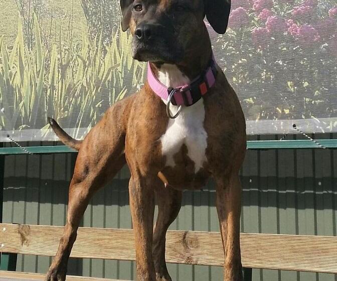 بنسيون Penzion Piano & Apartment Sokolov