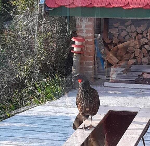 Пансион Pousada Toca Dos Tucanos