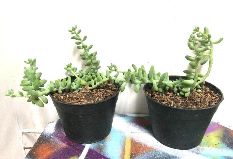 פנסיון Nomore Gallery And Guesthouse