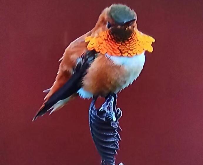 פנסיון Ocean Melody Vacation Rooms