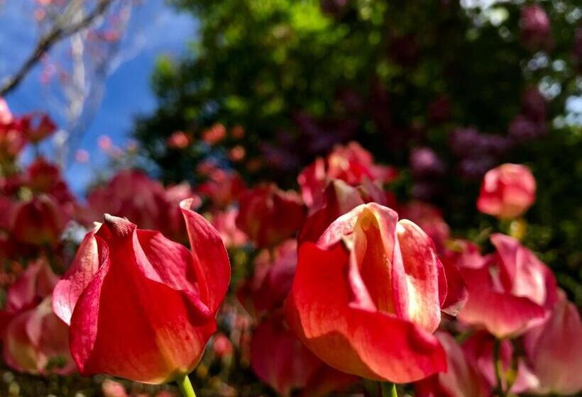 פנסיון Ocean Melody Vacation Rooms