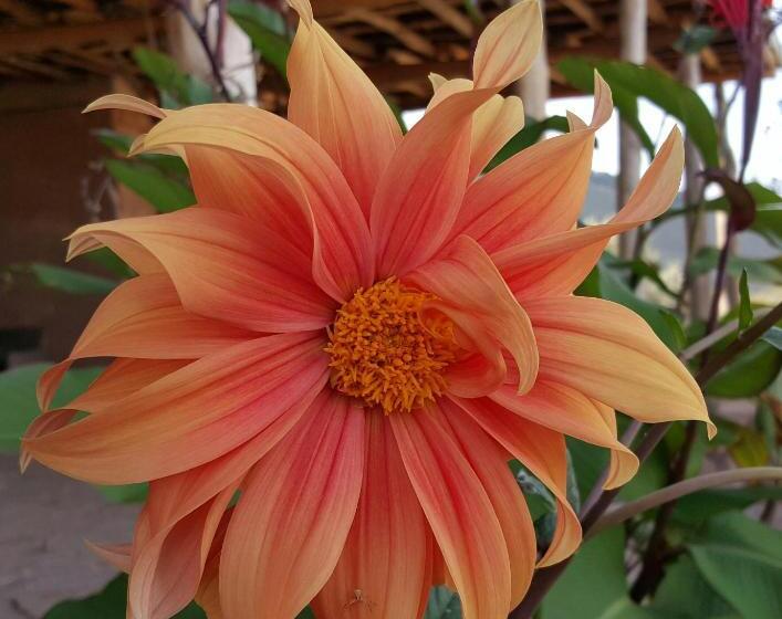 هاستل Le Douar Berbere