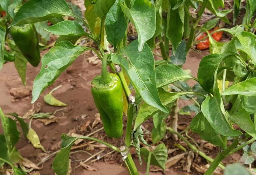 هاستل Le Douar Berbere