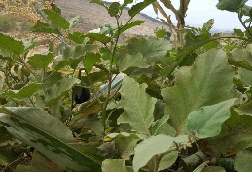 هاستل Le Douar Berbere