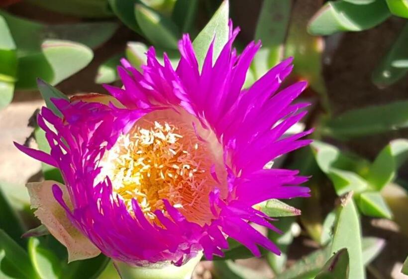 هاستل Le Douar Berbere