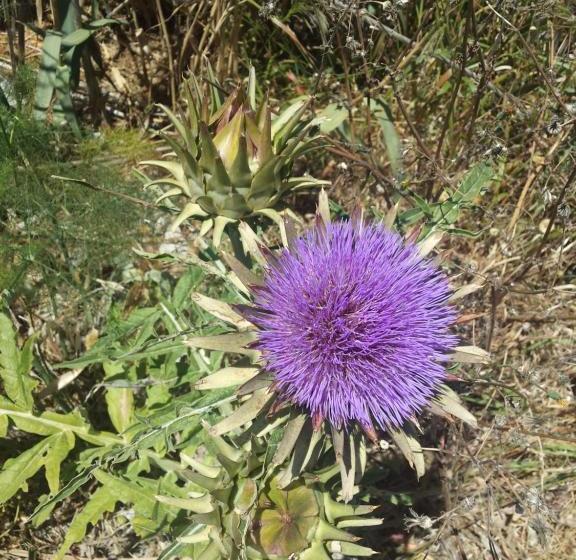 پانسیون Katalina House