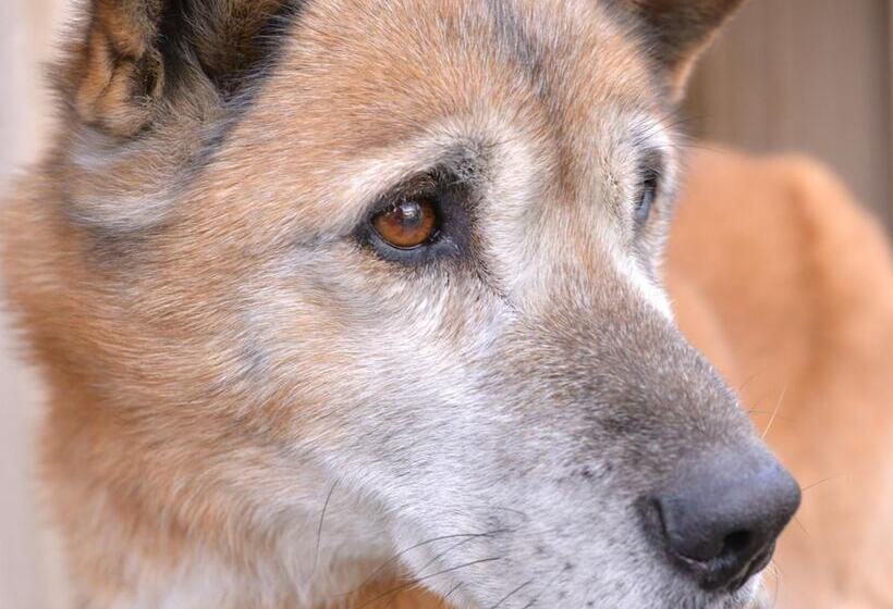 ペンション Mizuwake Minshuku Mura