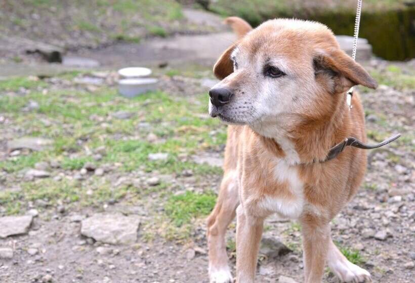 ペンション Mizuwake Minshuku Mura