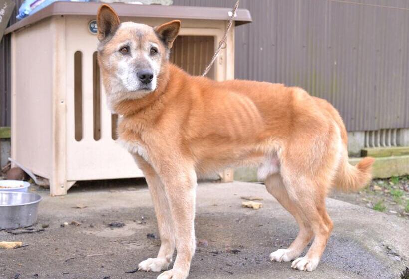 ペンション Mizuwake Minshuku Mura