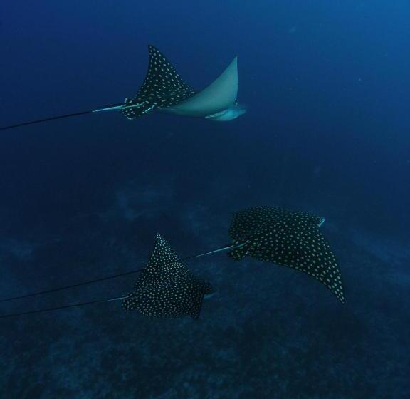 פנסיון Nova Pousada Golfinho