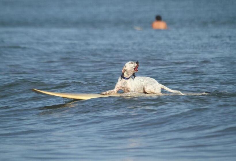 הוסטל Panama Beach Lodge