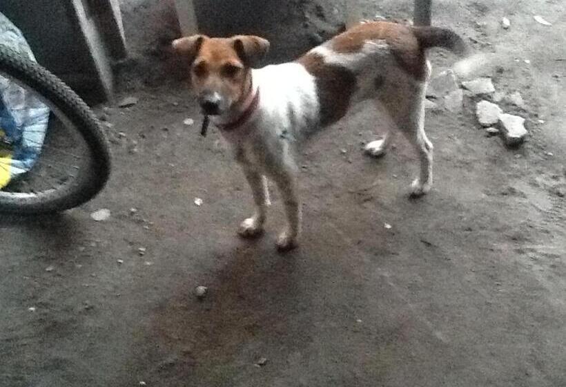 بنسيون Angeles City Guesthouse