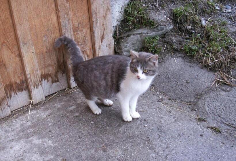 민박 Ferienhof Wölflbauer