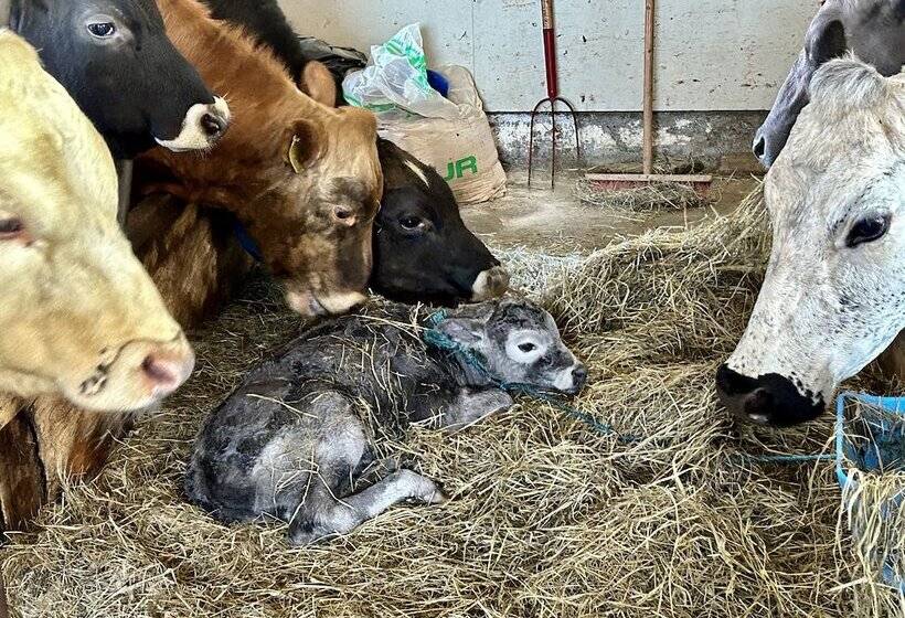 پانسیون Guesthouse Baegisa