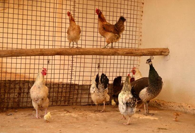 پانسیون Ranch Tanit Djerba