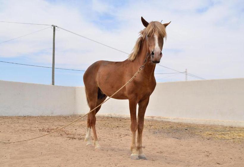 پانسیون Ranch Tanit Djerba