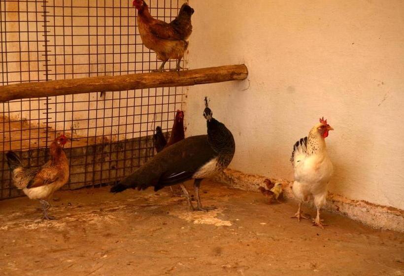 پانسیون Ranch Tanit Djerba