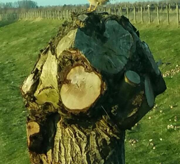 ベッドアンドブレックファースト Gasterij D'ouwe Pastorie