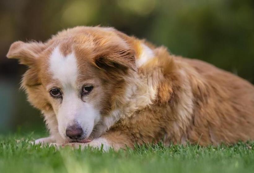 پانسیون Penzion Dvorce