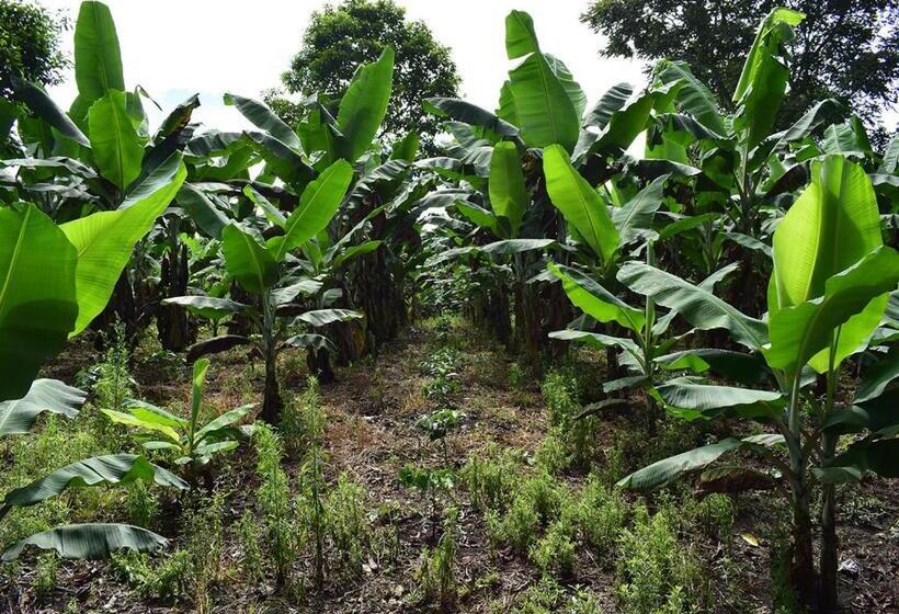 پانسیون El Laurel Finca Agroturistica