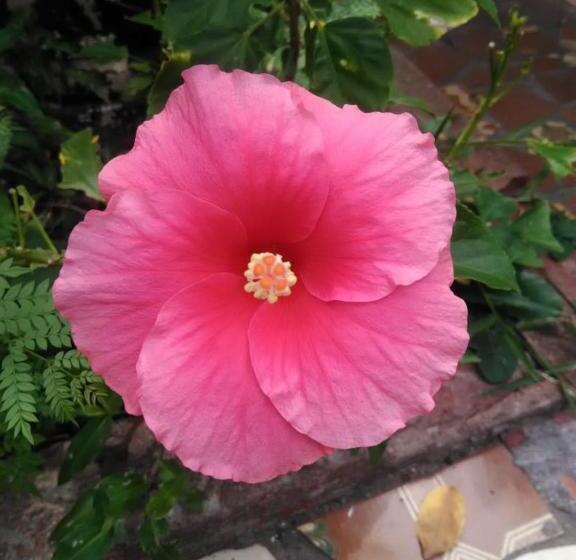 פנסיון Pousada 4 Cantos