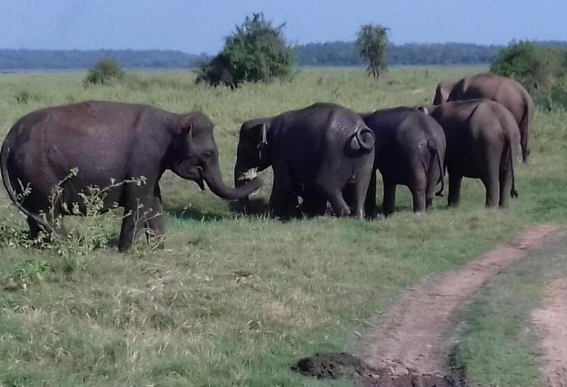Пансион The Green Village Dambulla