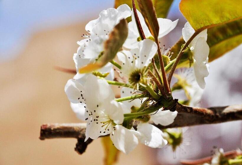 Pansiyon Dunhuang Jinshe Times Inn