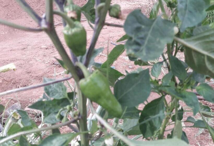 هاستل D Hôte Jnane Dar Diafa