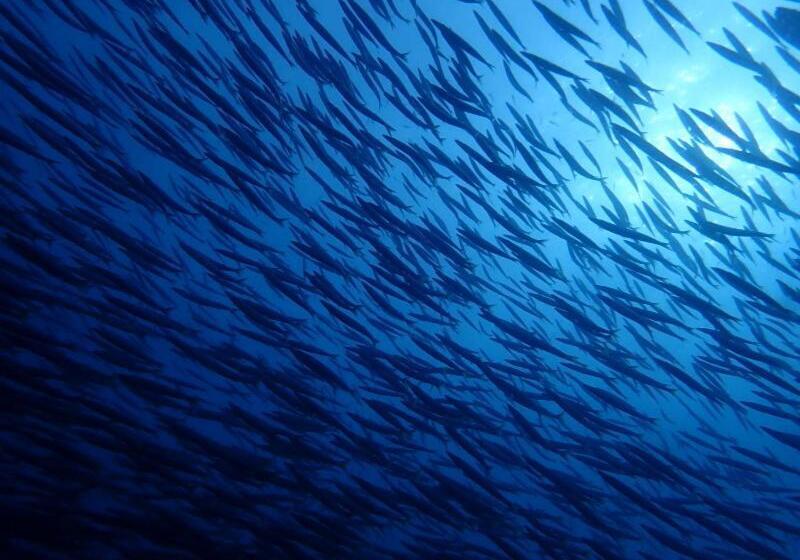 Pensão Echizen Guesthouse Tamada