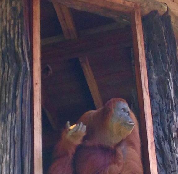 펜션 Kupu Kupu Garden Guest House & Cafe