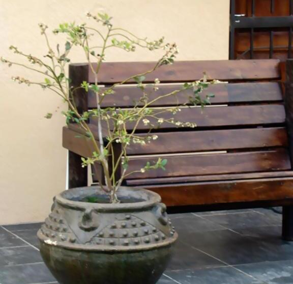 פנסיון Zamar Guest House