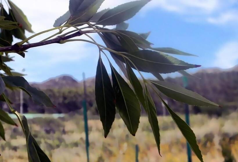 פנסיון Zamar Guest House