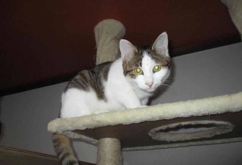 Пансион Guesthouse Shell