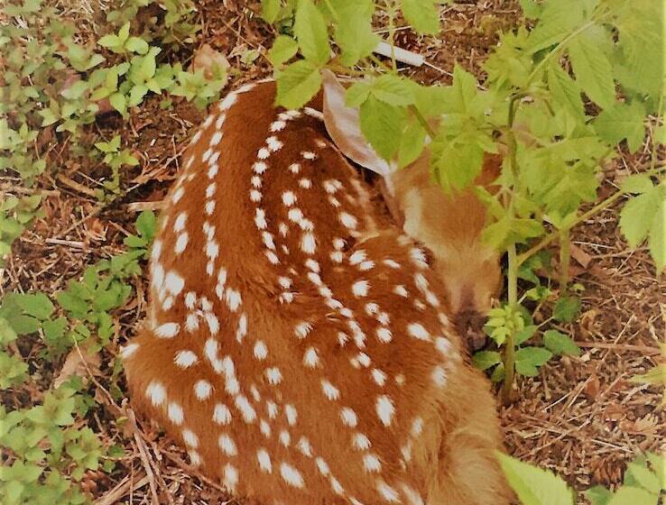 Общежитие Auberge Closjoli