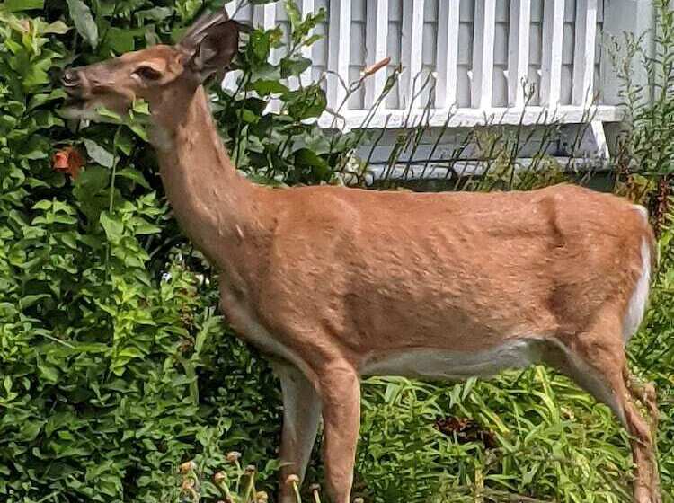 Общежитие Auberge Closjoli