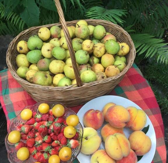 پانسیون Guest House Gzirishvili