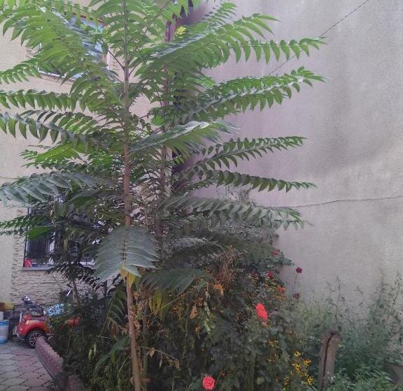 پانسیون Lotos Guest House