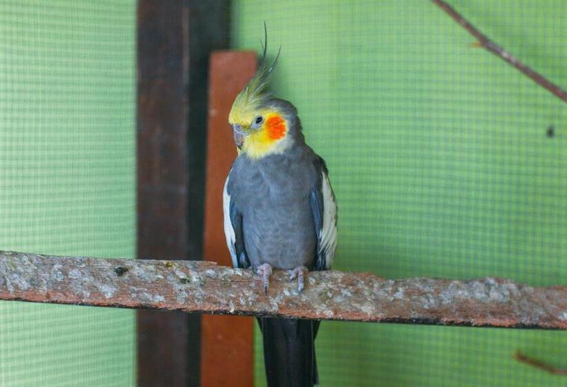 Пансион Pousada Campo Alegre