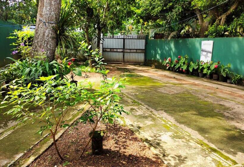 膳宿费 Ancient Tree